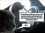 funny-pictures-cat-and-dog-do-roadtrip