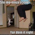 funny-pictures-cat-does-ninja-scene