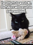 funny-pictures-cat-does-not-want-toy-washed