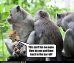 funny-pictures-cat-hates-monkeys