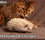 funny-pictures-cat-is-confused-by-hedgehog