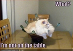 funny-pictures-cat-is-not-on-table