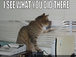 funny-pictures-cat-sees-what-you-did
