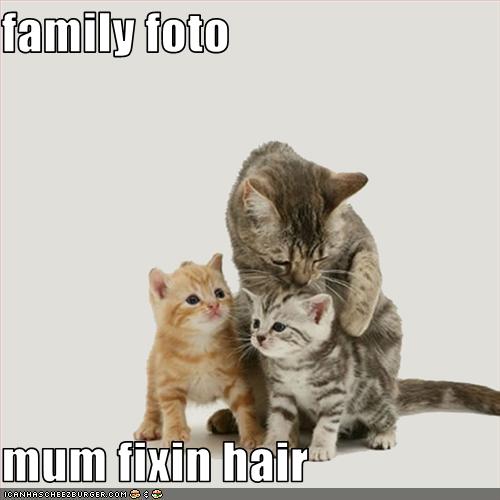 funny-pictures-cats-take-photo