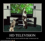 funny-pictures-cats-watch-tv