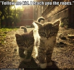 funny-pictures-kitten-teaches-friend