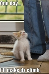 funny-pictures-kitten-will-climb-you