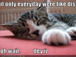 funny-pictures-lazy-cat-naps