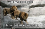 funny-pictures-lions-bite-eachother