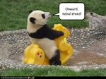funny-pictures-panda-has-steed