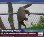 funny-pictures-turtle-escapes-slowly