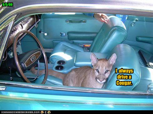 funny-pictures-you-drive-a-cougar