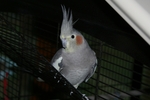 Gina