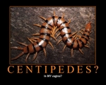 centipedes