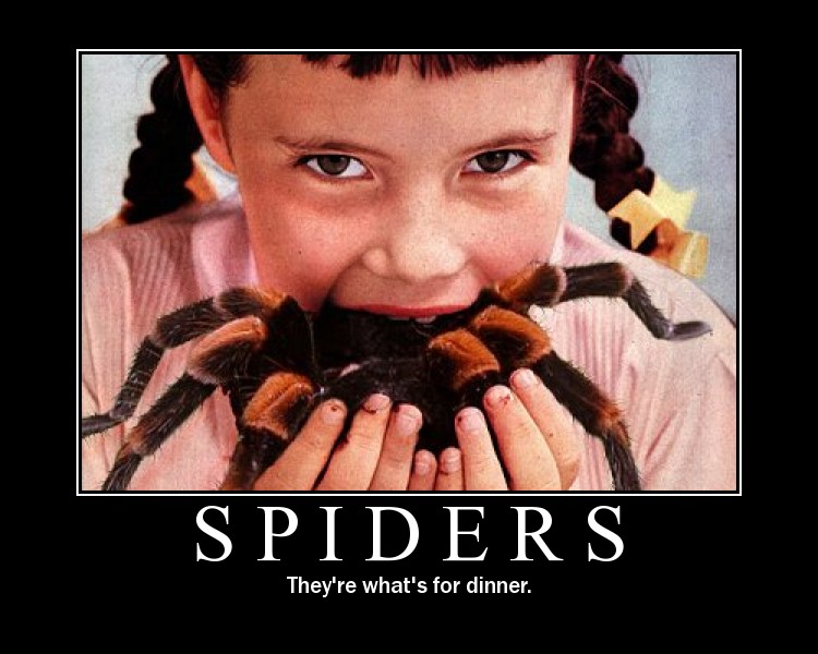 spiders