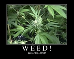 weed