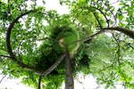 In a small tree